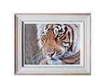 Faffa Wildlife ART Specialists Logo