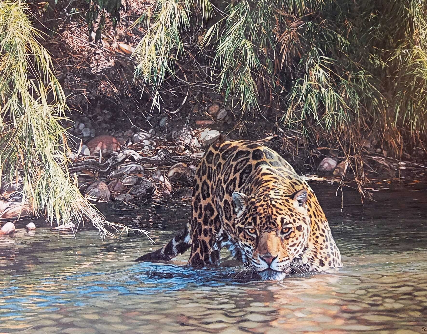 wildlife fine art gallery costa del sol faffa widlife art specialists
